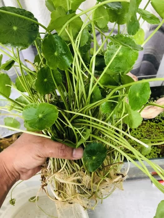 penny worth (Live Chinese Money Plant Easy Care Indoor Houseplant Air Purifying | Healthy Plant, semi aquatic) 50pcs leaves with root. without pot