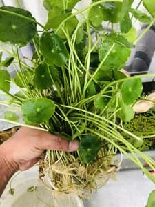 penny worth (Live Chinese Money Plant Easy Care Indoor Houseplant  Air Purifying | Healthy Plant, semi aquatic) 50pcs leaves with root. without pot