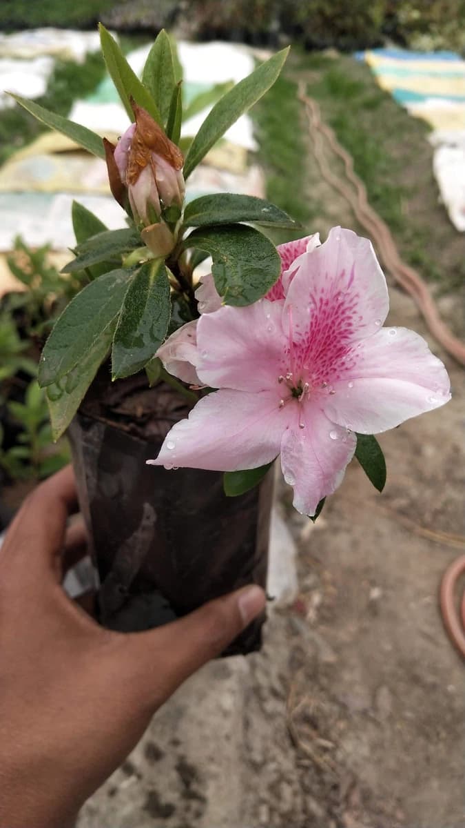 Azalea