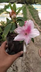 Azalea