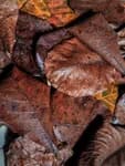 Dry Indian Almond Leaves 10 pcs
