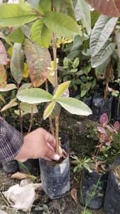 Guava plant, Amba ko bot