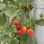 Hydroponics Multipurpose Tower for Herbs, Fruits and Vegetables,69*69*37