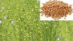 Combo Chia Seed- 500Gm Flax Seed 500 Gm Packet