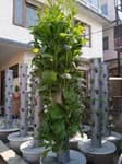 Hydroponics Multipurpose Tower for Herbs, Fruits and Vegetables,69*69*37