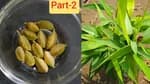 Dry Cardamom Seeds 50Gm Packet