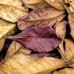 Dry Indian Almond Leaves 10 pcs