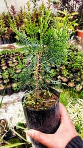 Mayur pankhi Dhupi,Platycladus Orientalis ( मयूरपंखी धुपी ) out door green plant