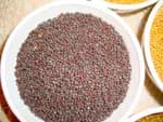 Rayo seed 1Kg