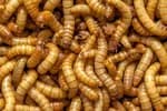 live meal worms 100+pieces