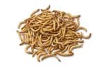 live meal worms 100+pieces