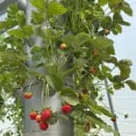 Hydroponics Multipurpose Tower for Herbs, Fruits and Vegetables,69*69*37