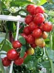 Hydroponics Multipurpose Tower for Herbs, Fruits and Vegetables,69*69*37