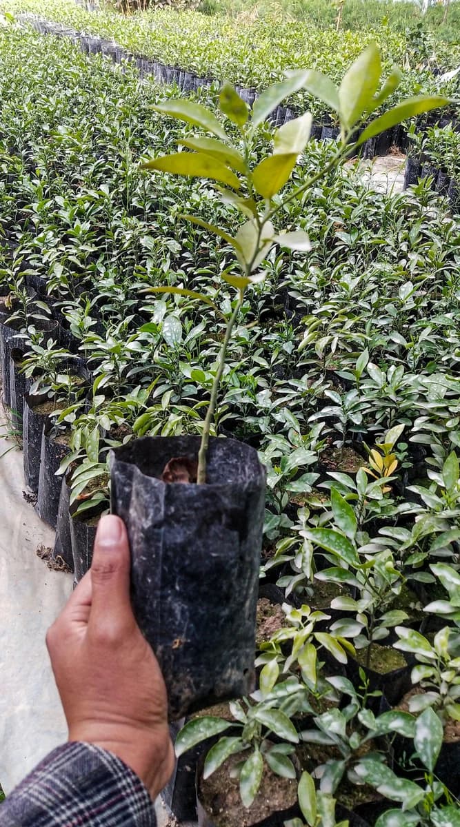 Orange plant